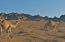 Saudi Arabia desert camels (14)