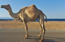 Saudi Arabia desert camels (15)