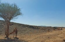 Saudi Arabia desert camels (4)