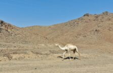 Saudi Arabia desert camels (6)